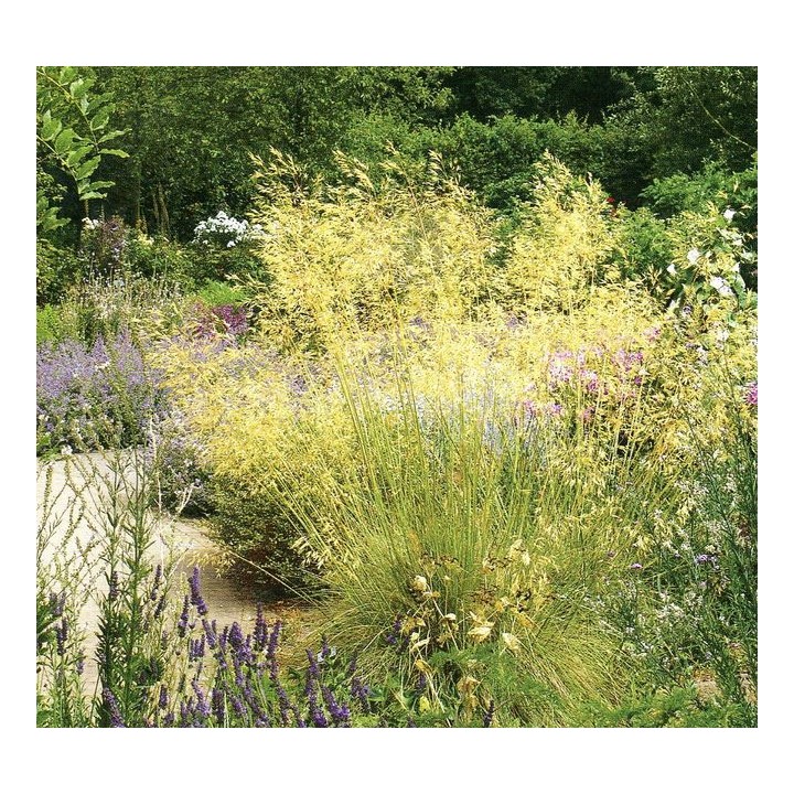 Stipa gigantea