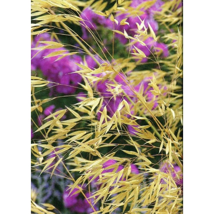 Stipa gigantea