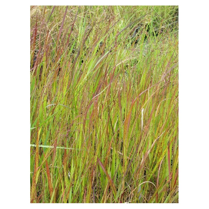 Panicum virgatum  'Squaw'