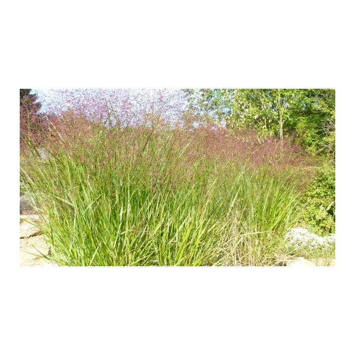 Panicum virgatum  'Squaw'