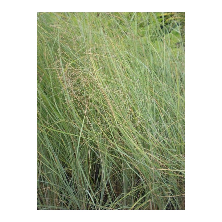 eragrostis elliotti