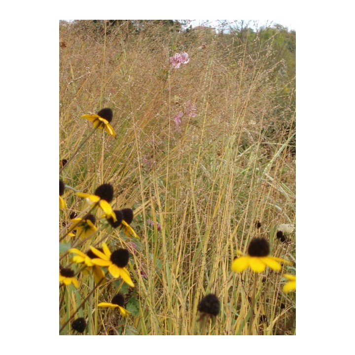 Panicum virgatum  'Cloud Nine'