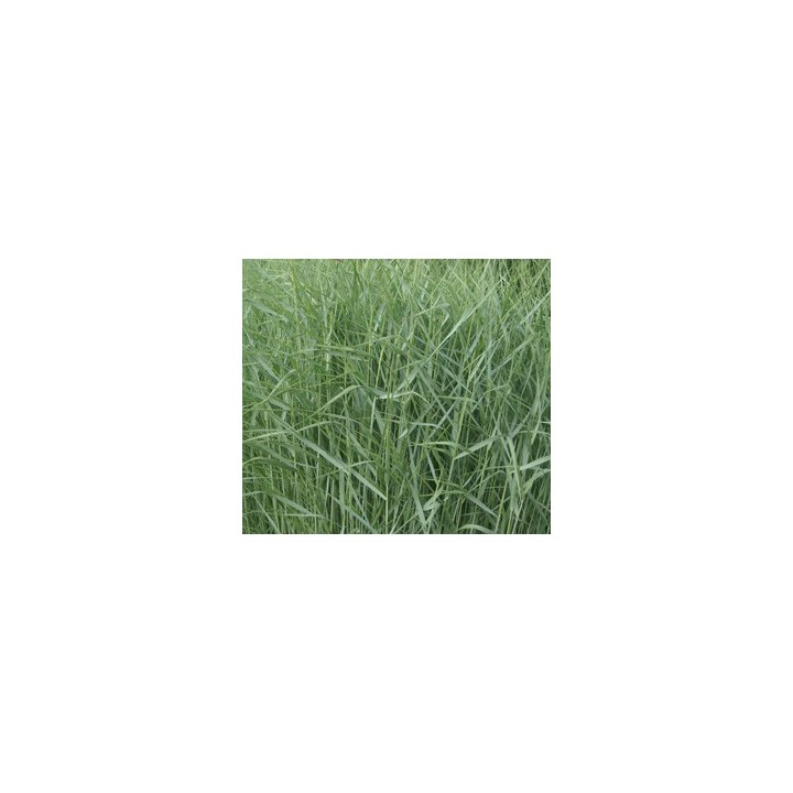 Panicum virgatum 'Prairie Sky'