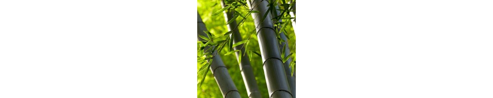 Les bambous : quelle variété dans mon jardin ?