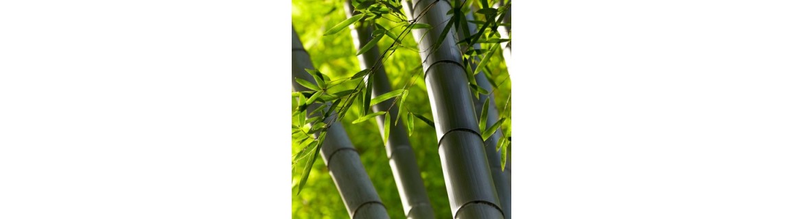 Les bambous : quelle variété dans mon jardin ?
