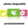 Graminées