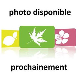 No image available