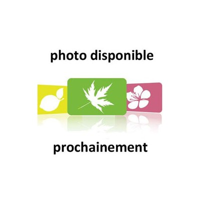 No image available